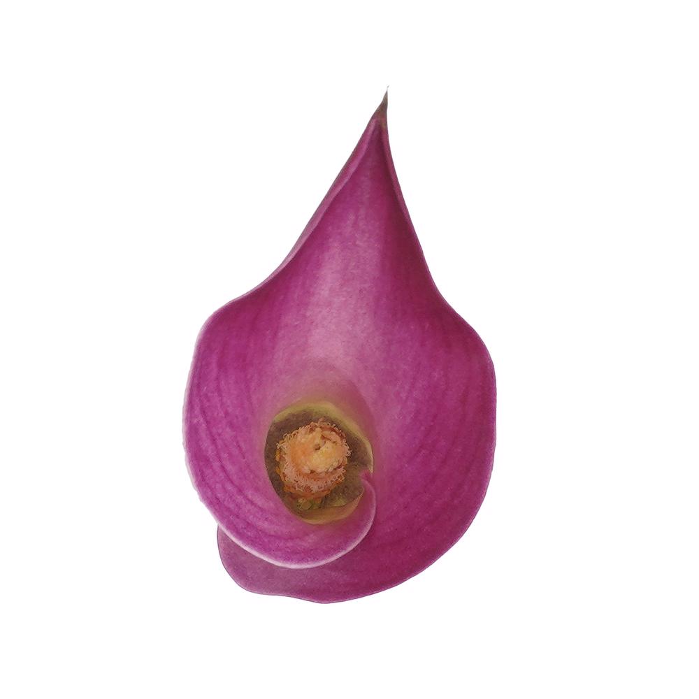esmeralda-farms-mini-calla-lily-pink-jewel-4