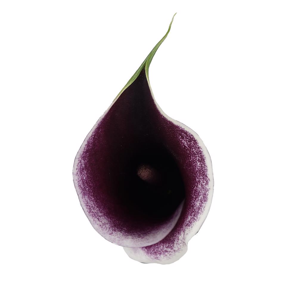 esmeralda-farms-calla-lily-strauss-top