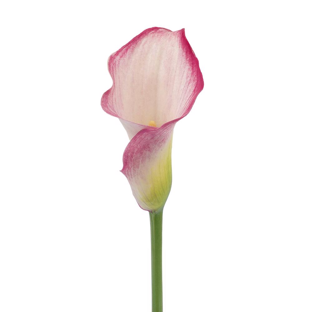 esmeralda-farms-mini-calla-lily-captain-romance-3