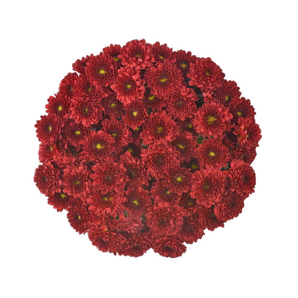 esmeralda-farms-pompon-button-hotrod-4