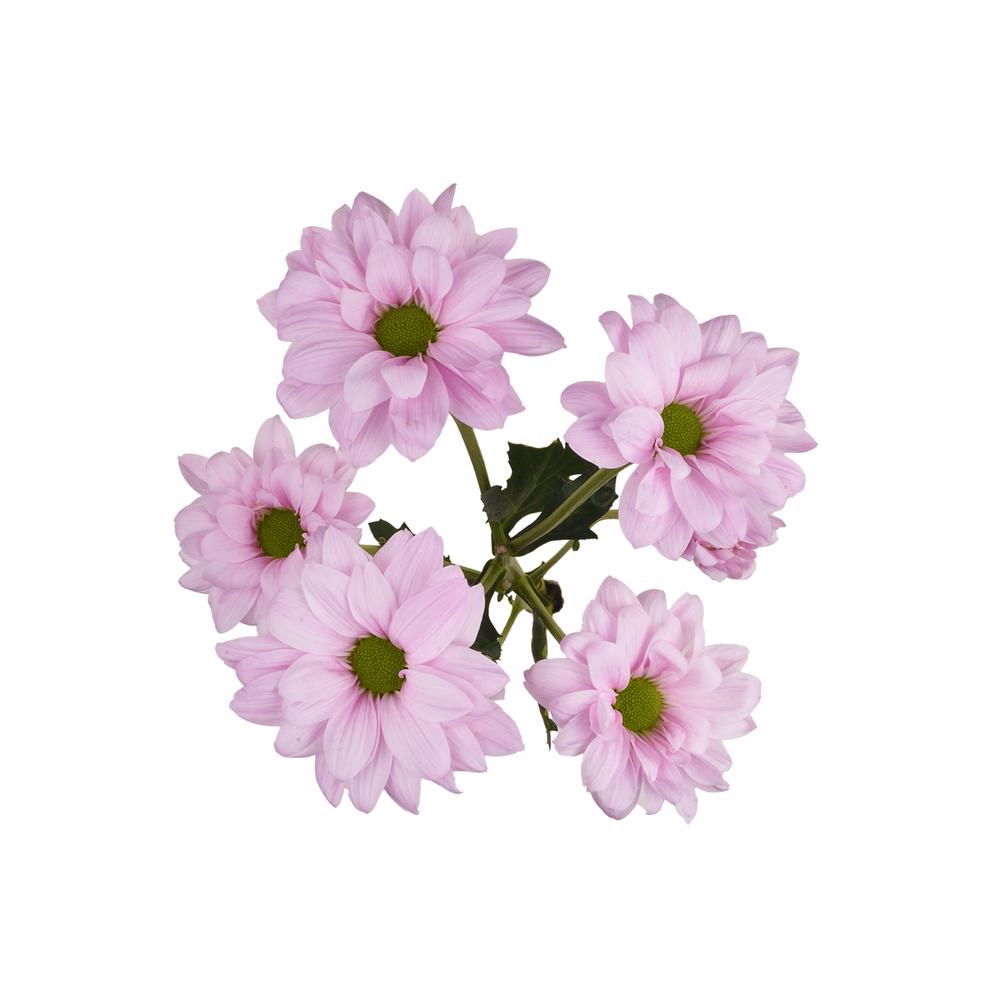 esmeralda-farms-pompon-daisy-alma-pink-5