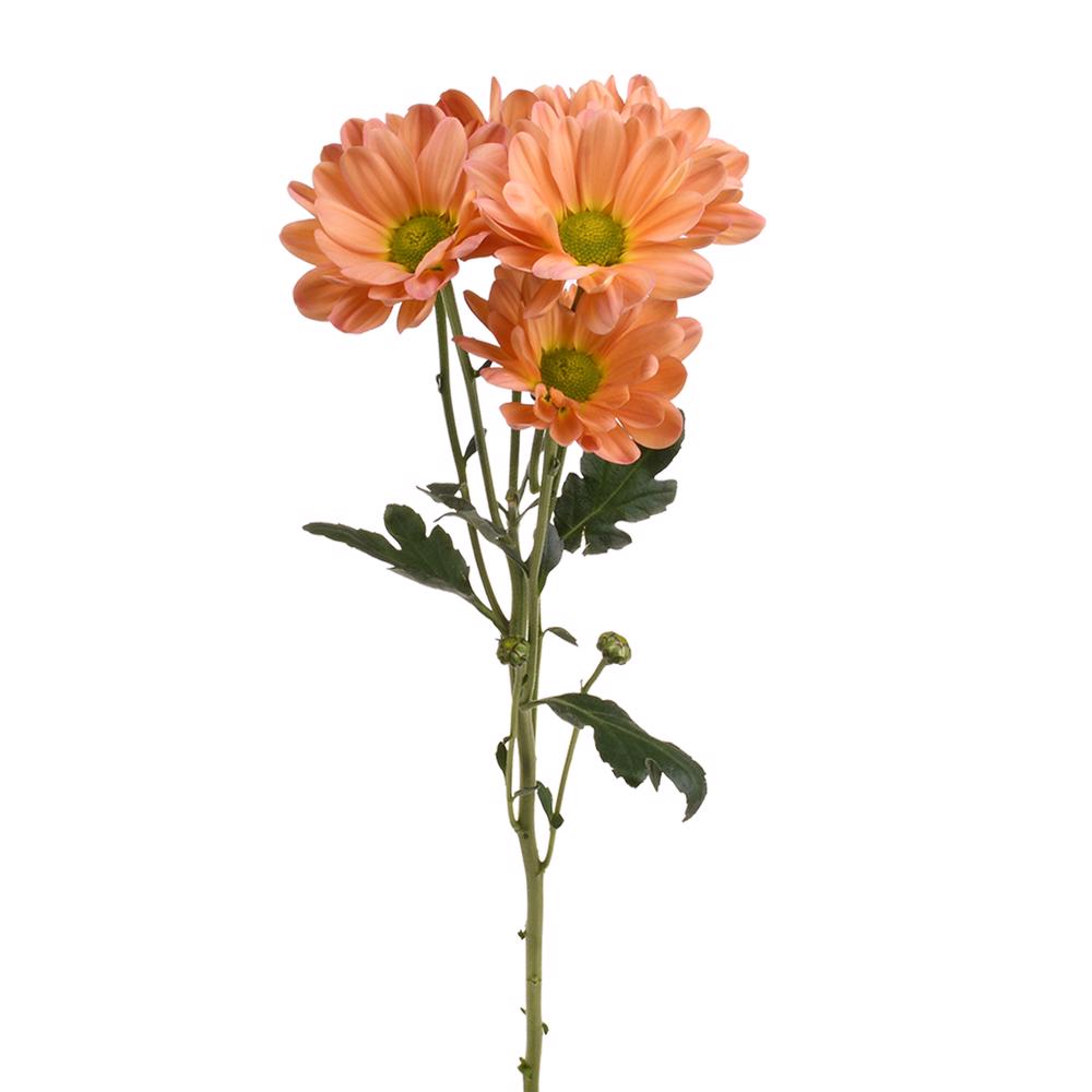 esmeralda-farms-pompon-daisy-tequila-sunrise-4