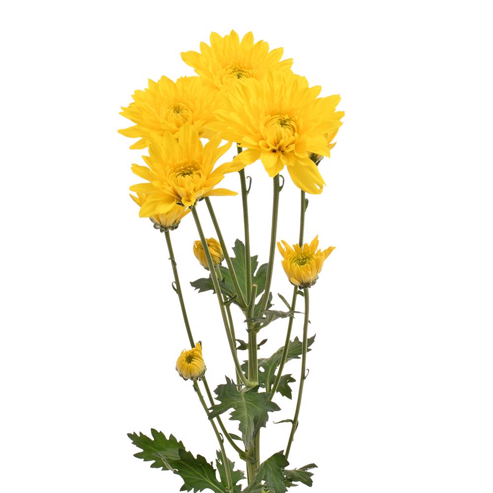 esmeralda-farms-pompon-cushion-solimar-4