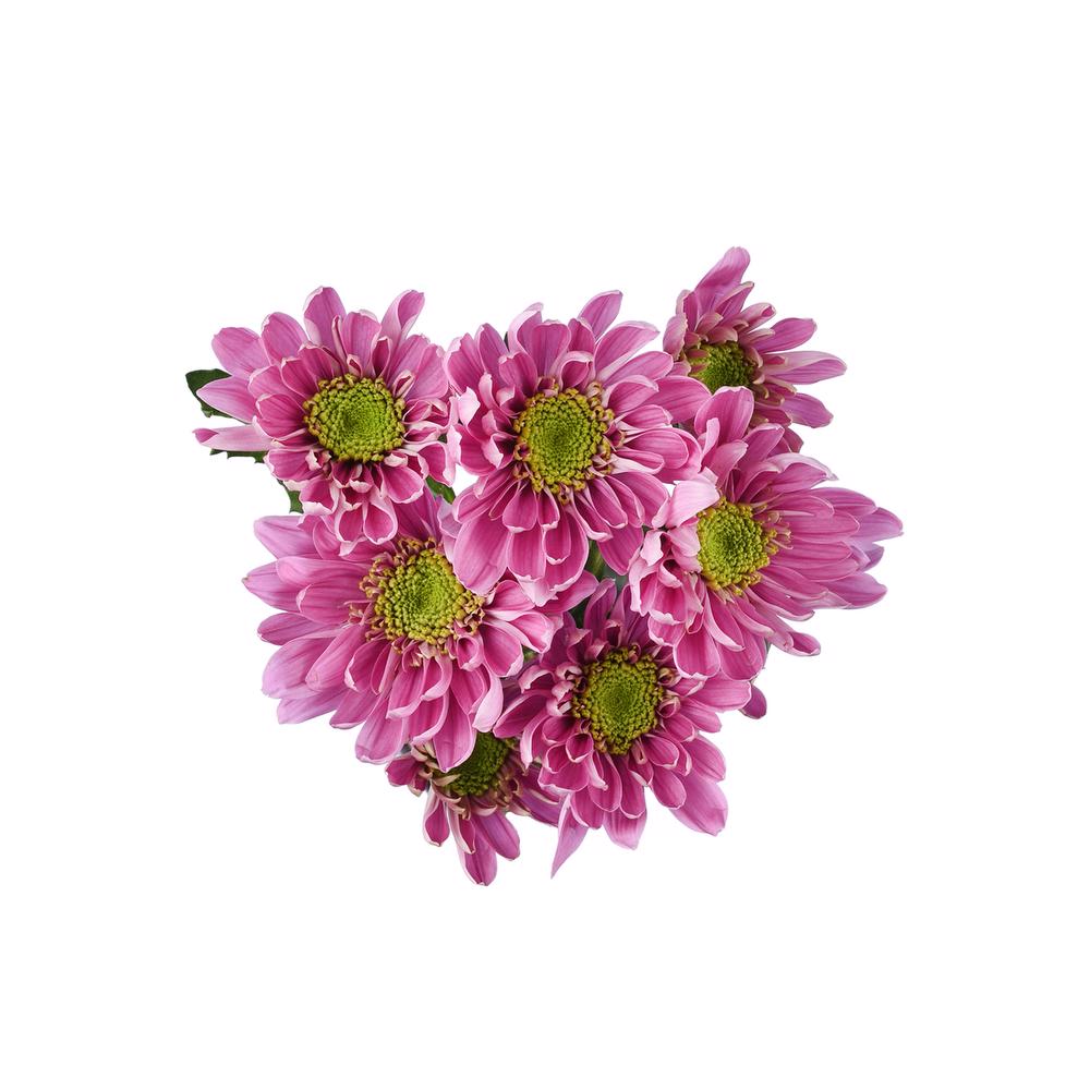 esmeralda-farms-pompon-novelty-bologna-5