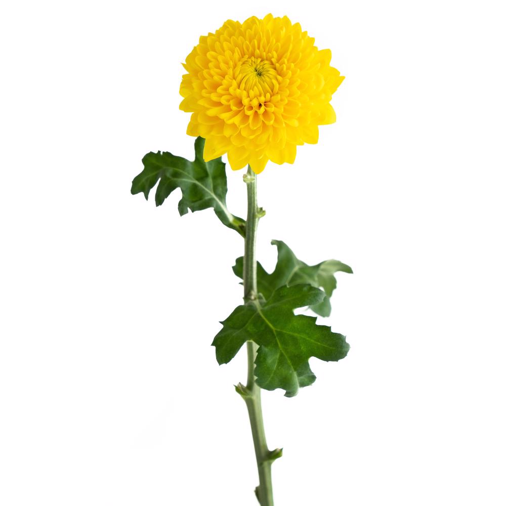 esmeralda-farms-cremon-totumo