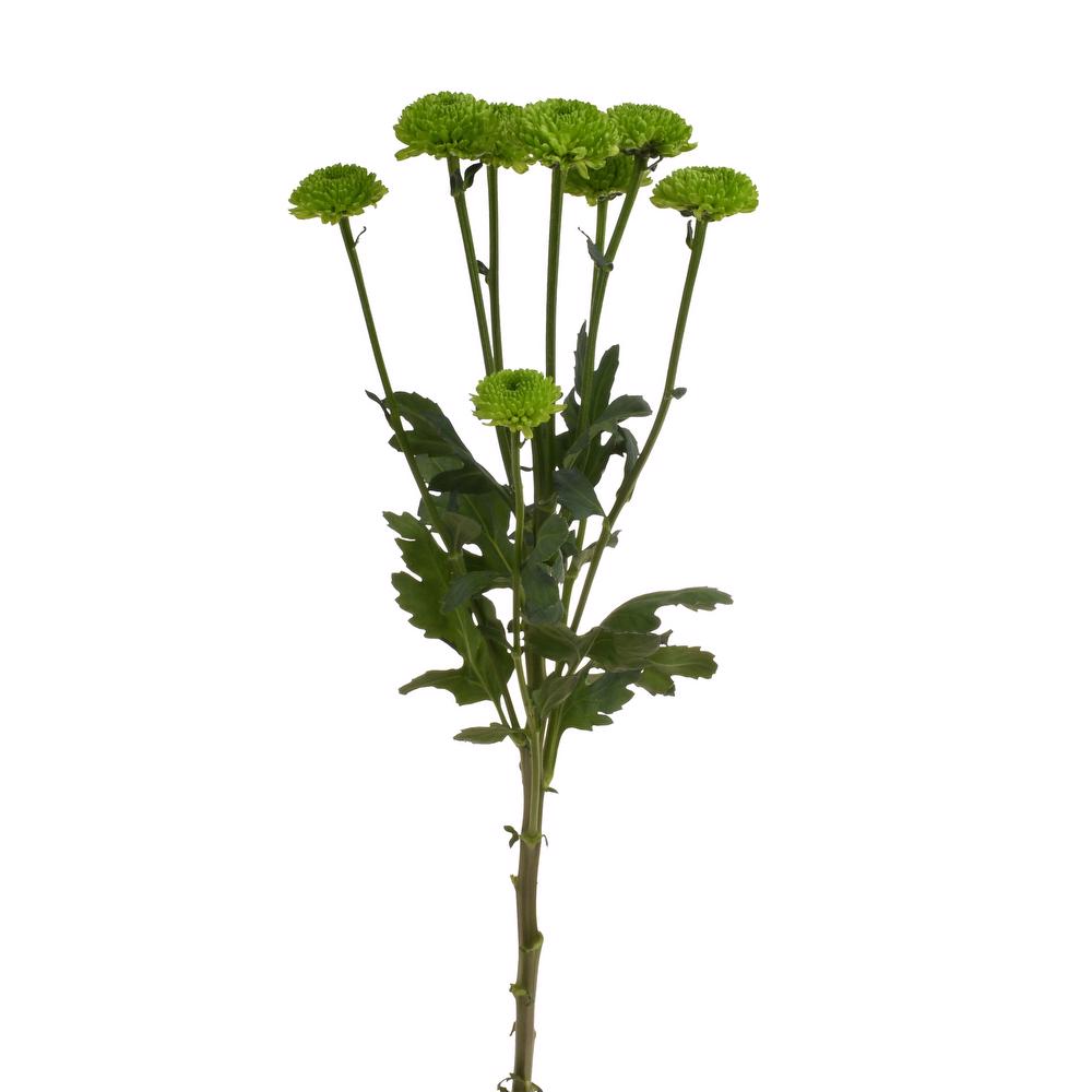 esmeralda-farms-pompon-button-country-4