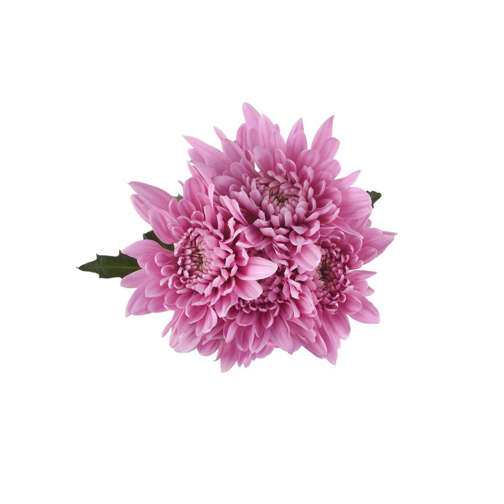 esmeralda-farms-pompon-cushion-veronica-5