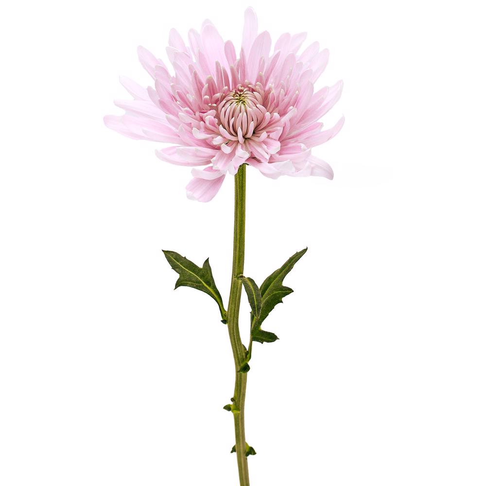 esmeralda-farms-disbud-candy-floss-3