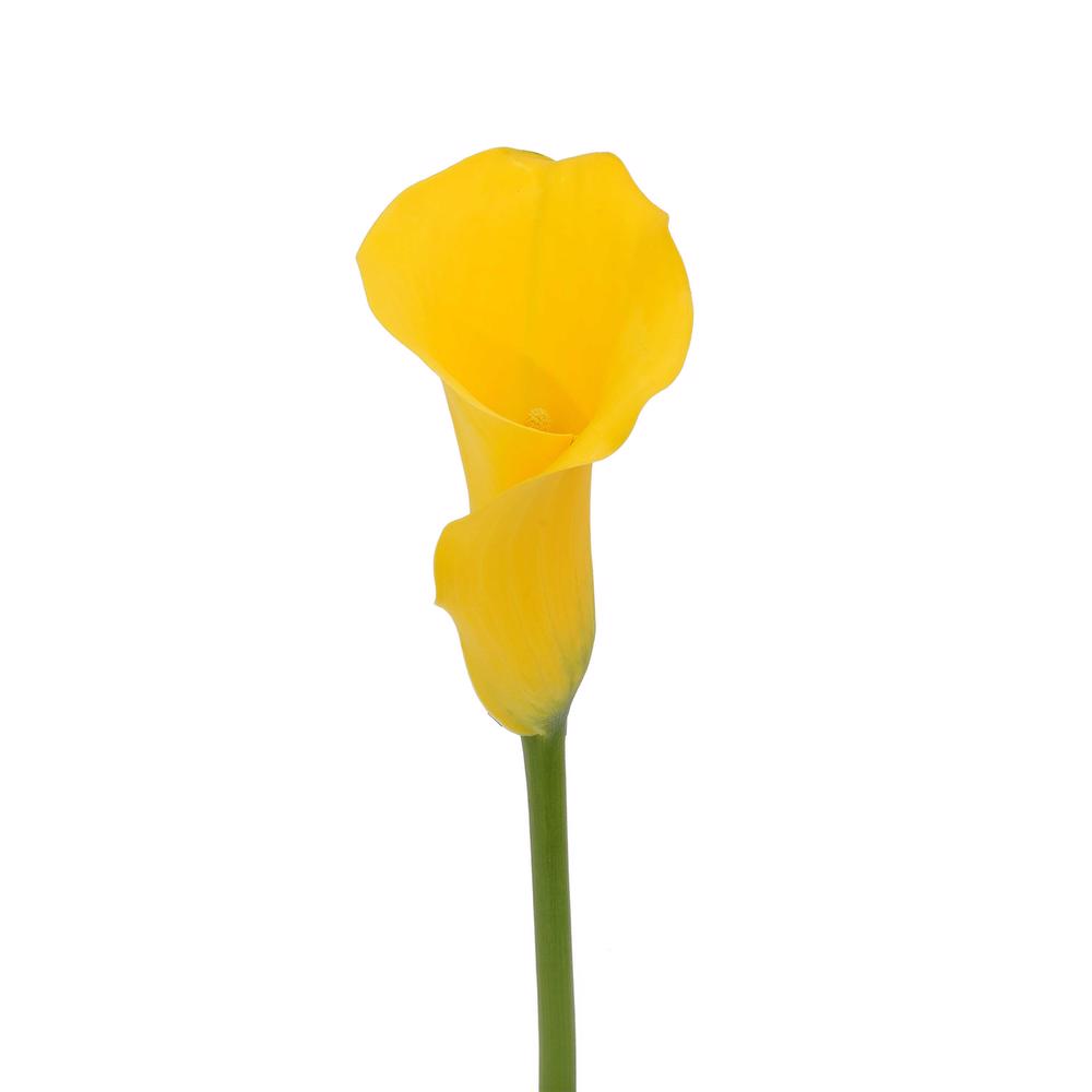 esmeralda-farms-mini-calla-lily-florex-gold-3