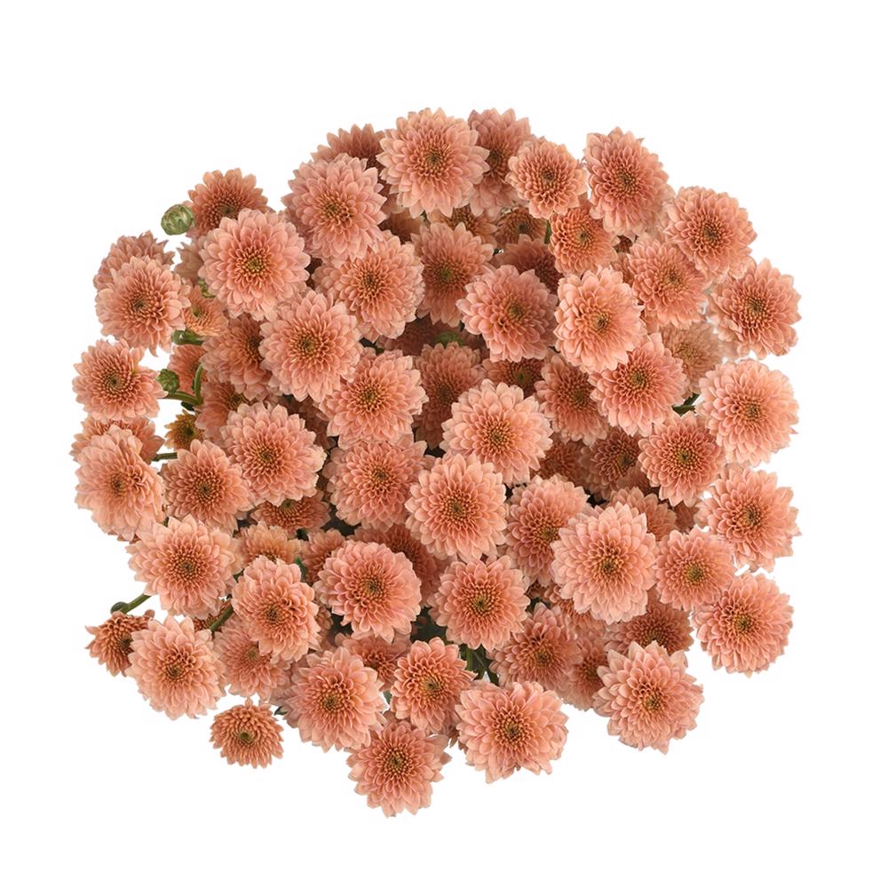 esmeralda-farms-pompon-button-miller-apricot-3