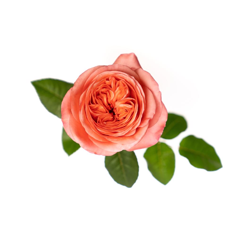 esmeralda-pink-x-pression-rose