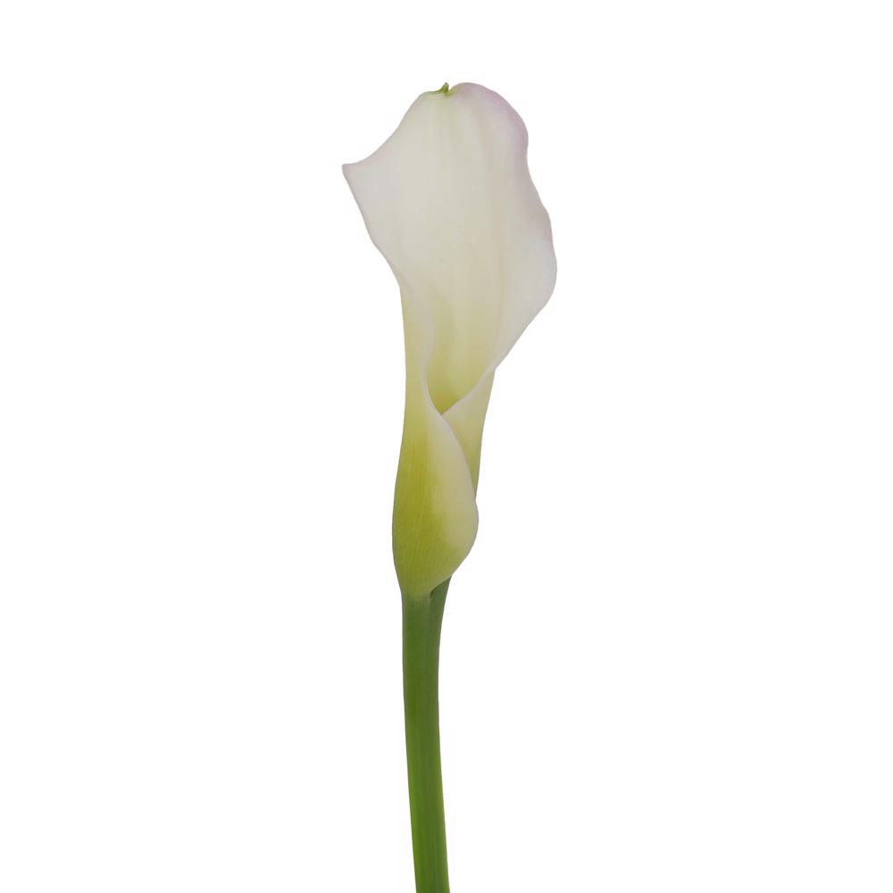 esmeralda-farms-mini-calla-lily-cordoba-cb-3