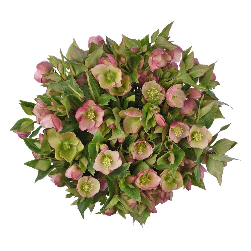 esmeralda-farms-helleborus-camara-pink-3