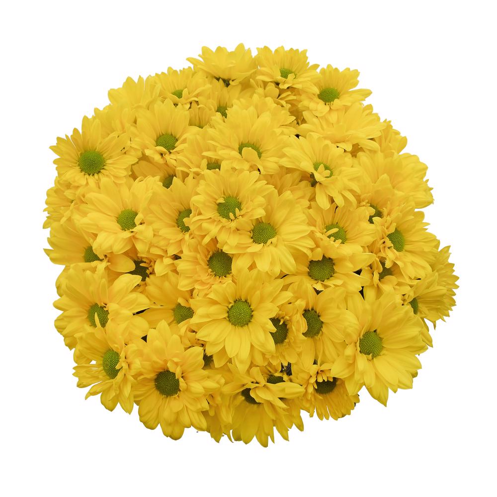 esmeralda-farms-pompon-daisy-firefly-3