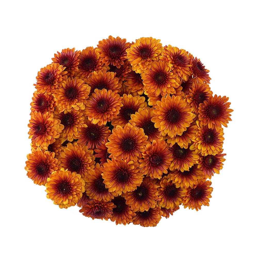 esmeralda-farms-pompon-button-lexy-3