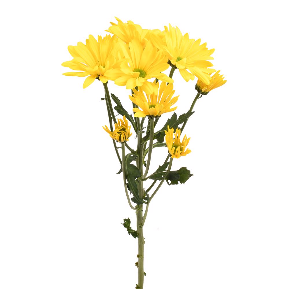 esmeralda-farms-pompon-daisy-firefly-4