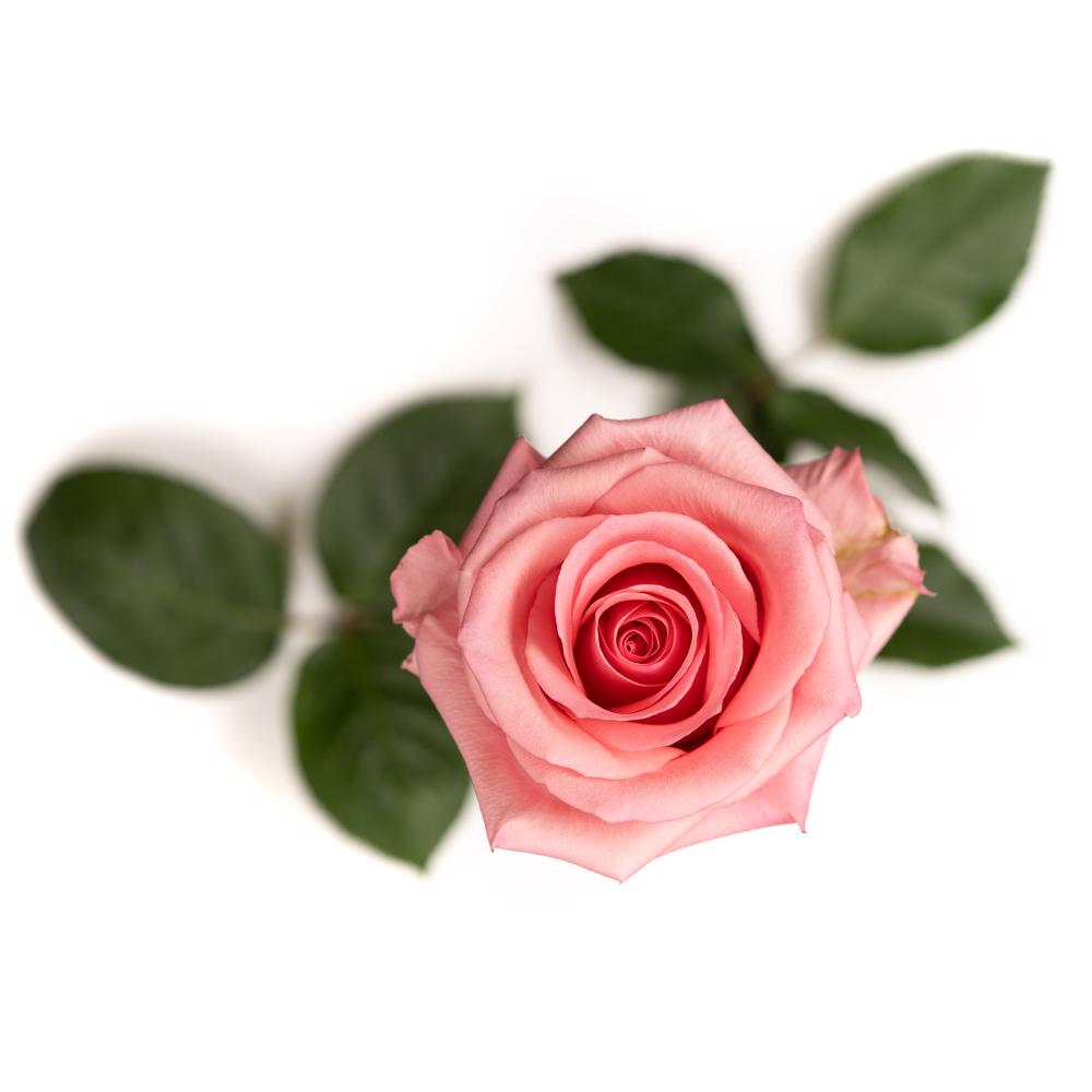 esmeralda-opala-rose