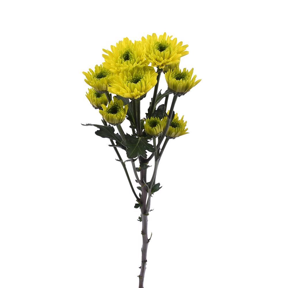 esmeralda-farms-pompon-novelty-jamaica-4