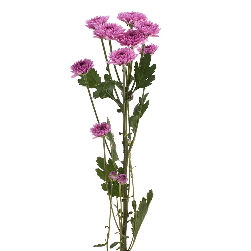 esmeralda-farms-pompon-button-sweet-4