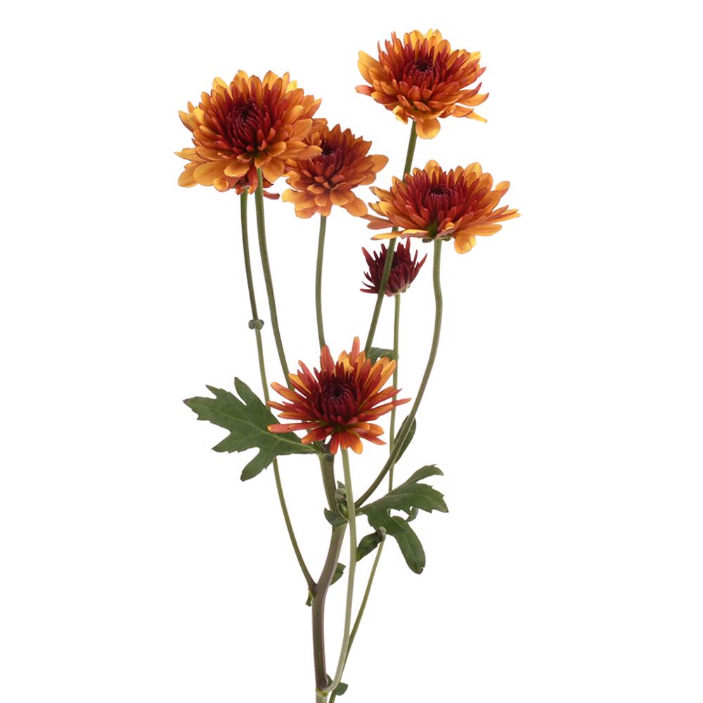 esmeralda-farms-pompon-cushion-prinz-5