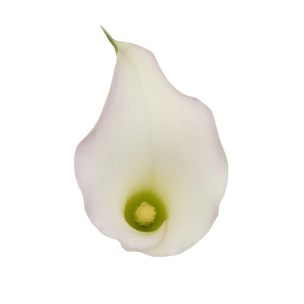 esmeralda-farms-mini-calla-lily-cordoba-cb-4