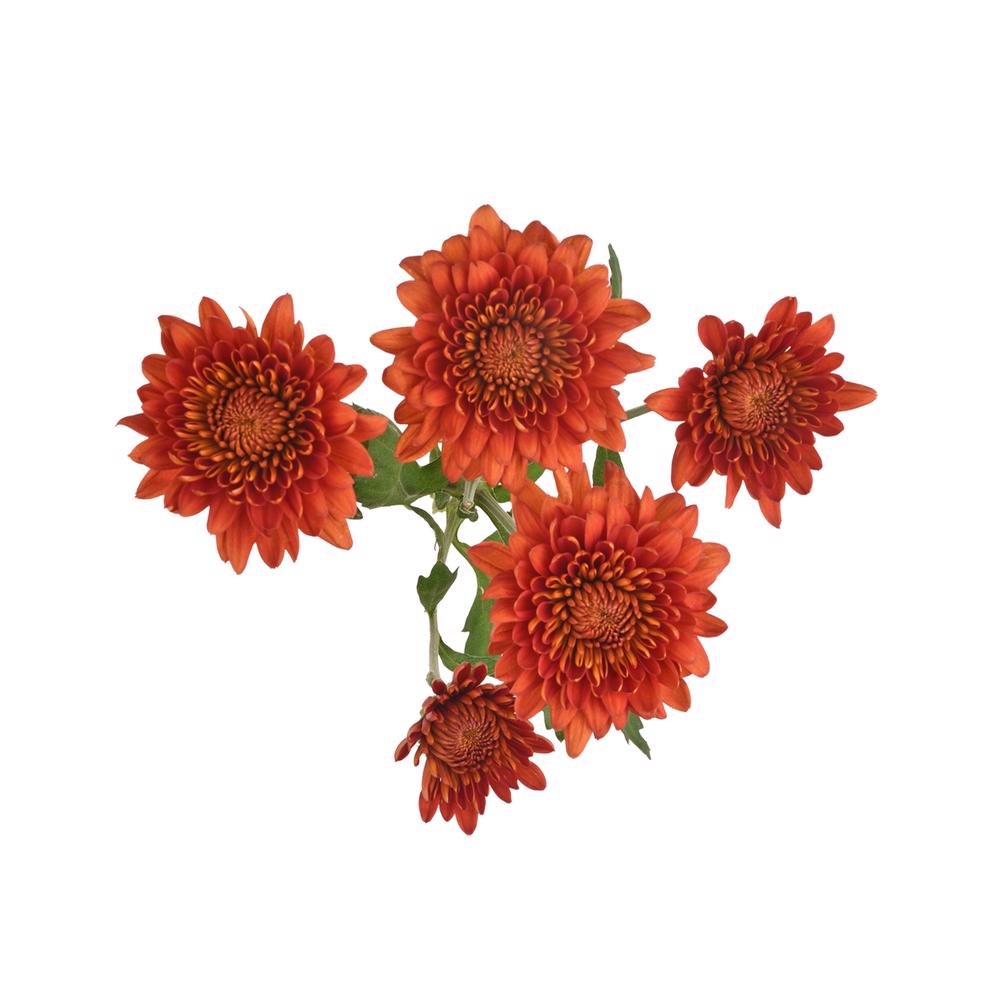 esmeralda-farms-cushion-calvex-rojo-5