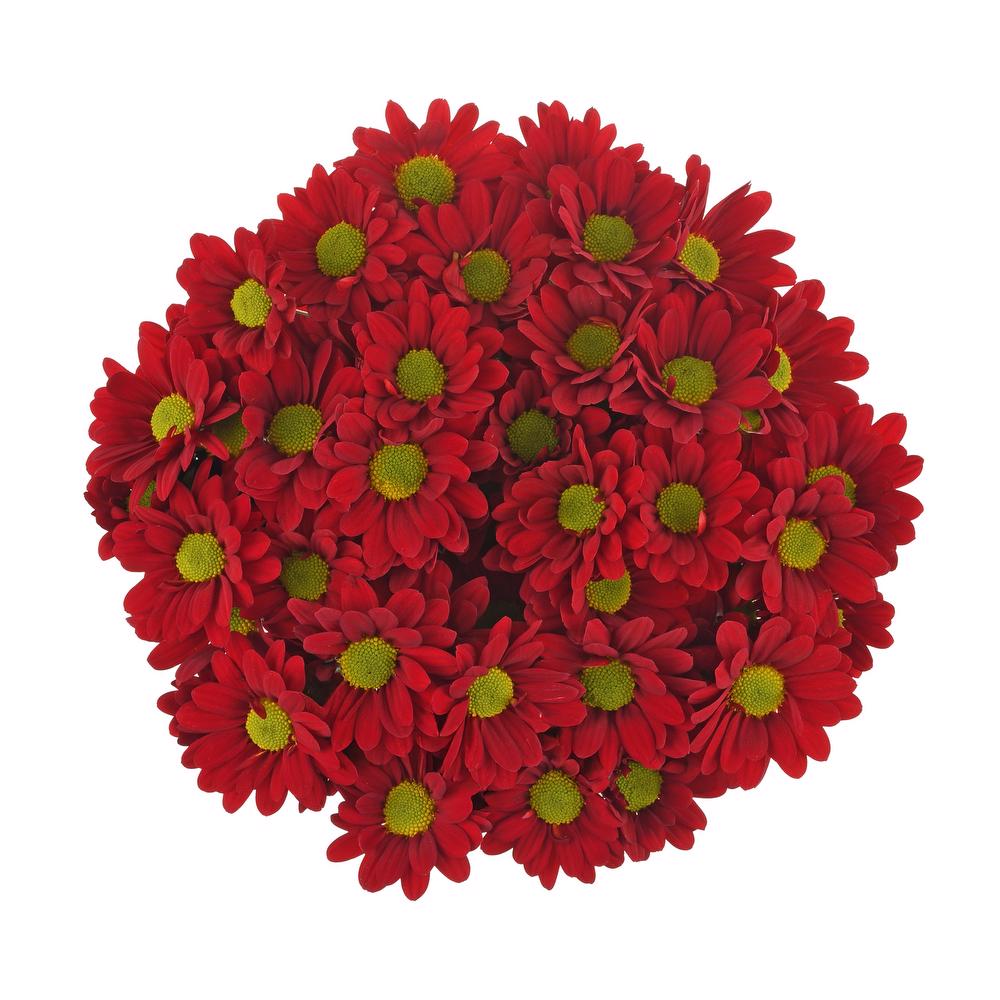 esmeralda-farms-pompon-daisy-valentino-red-3