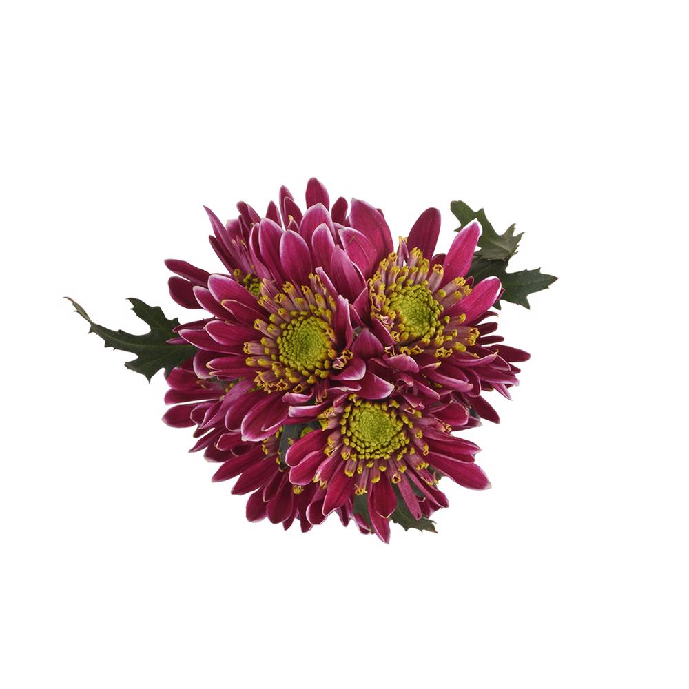 esmeralda-farms-pompon-novelty-kogui-5