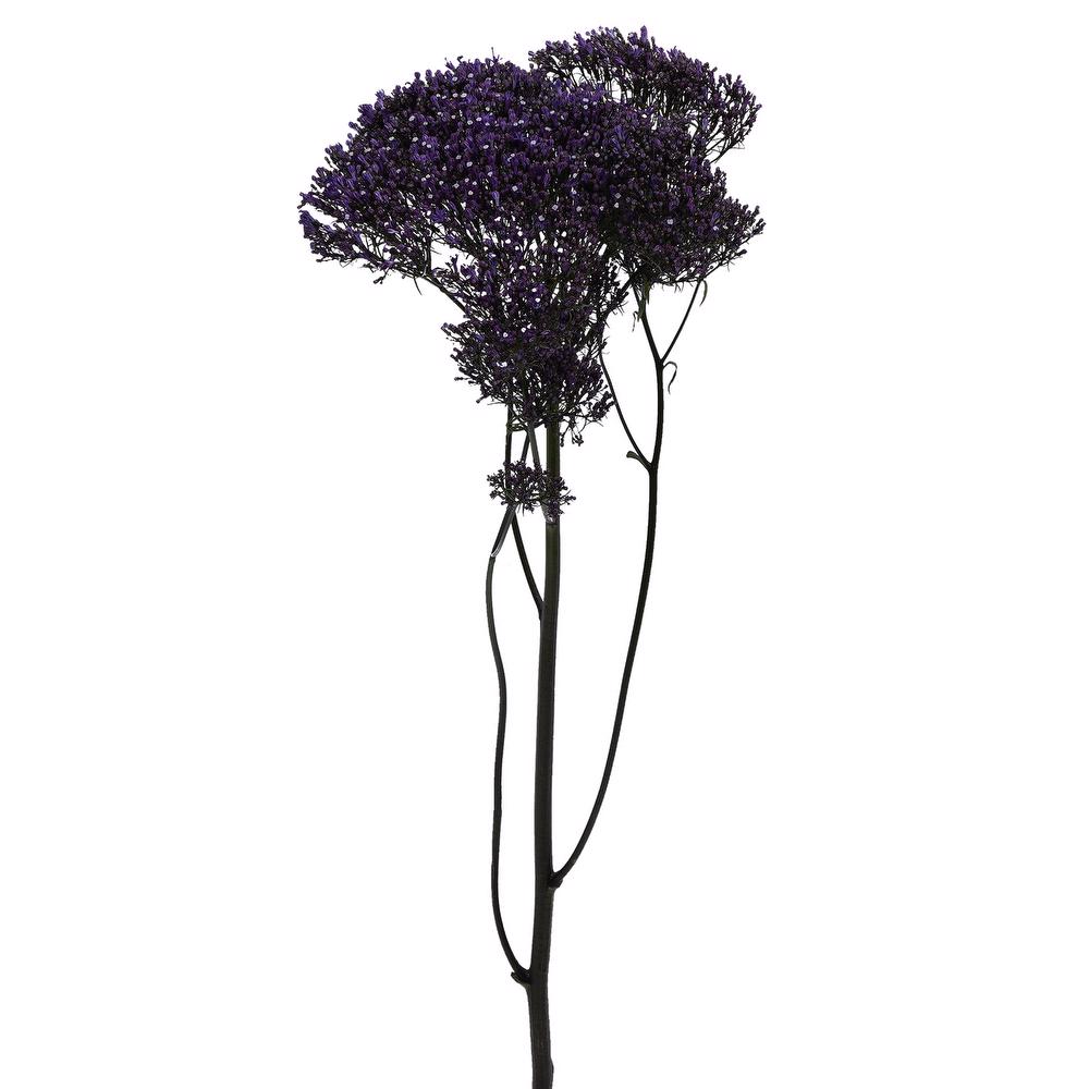 esmeralda-farms-trachelium-lake-michigan-purple-4