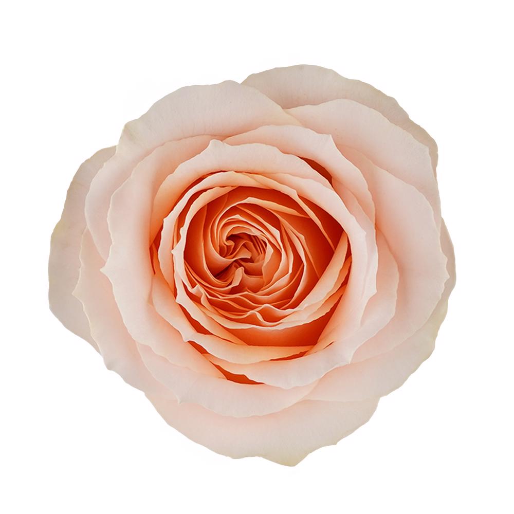 esmeralda-farms-rose-felicity