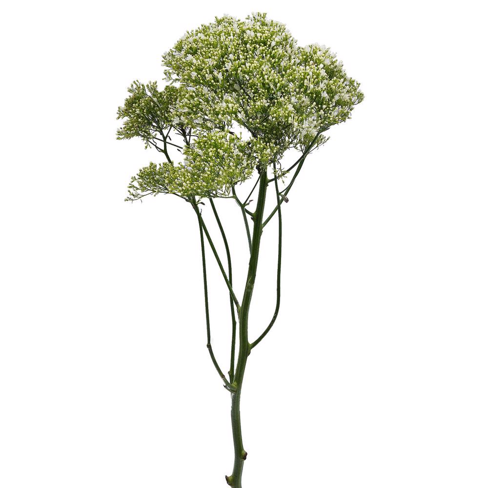 esmeralda-farms-trachelium-white-4