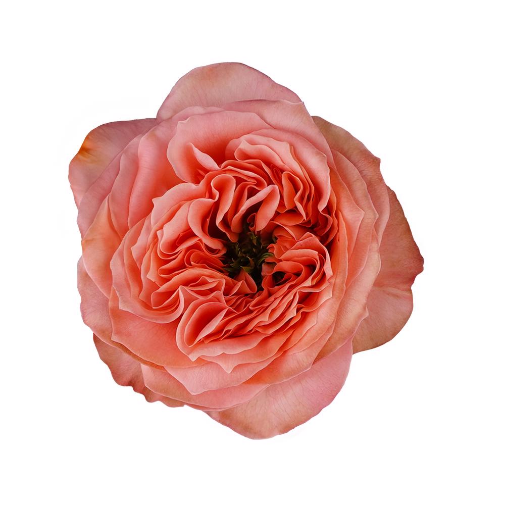 esmeralda-farms-rose-mandarin-xpression