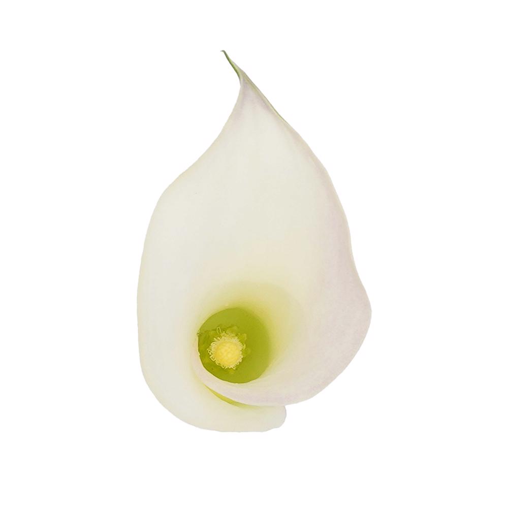 esmeralda-farms-mini-calla-lily-cordoba-cw-4