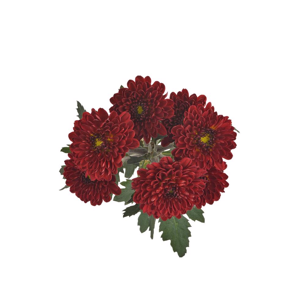 esmeralda-farms-pompon-button-hotrod-5