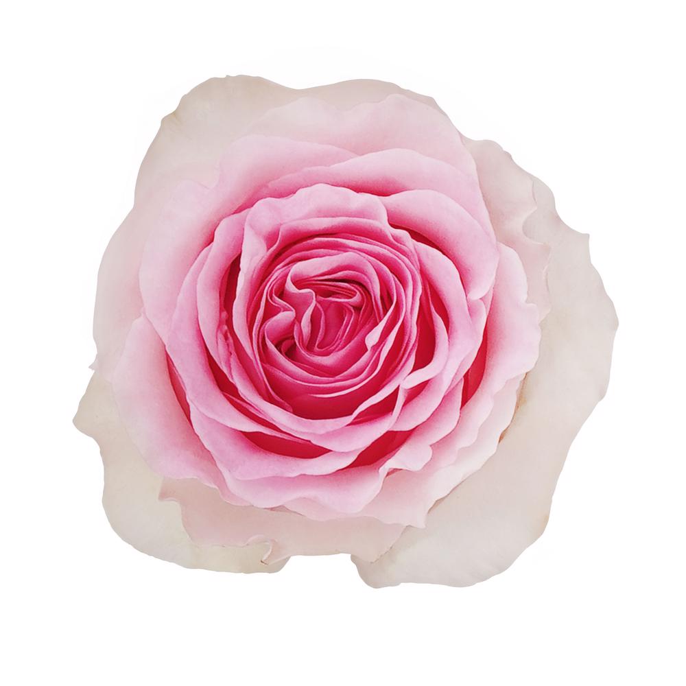 esmeralda-farms-rose-mandala