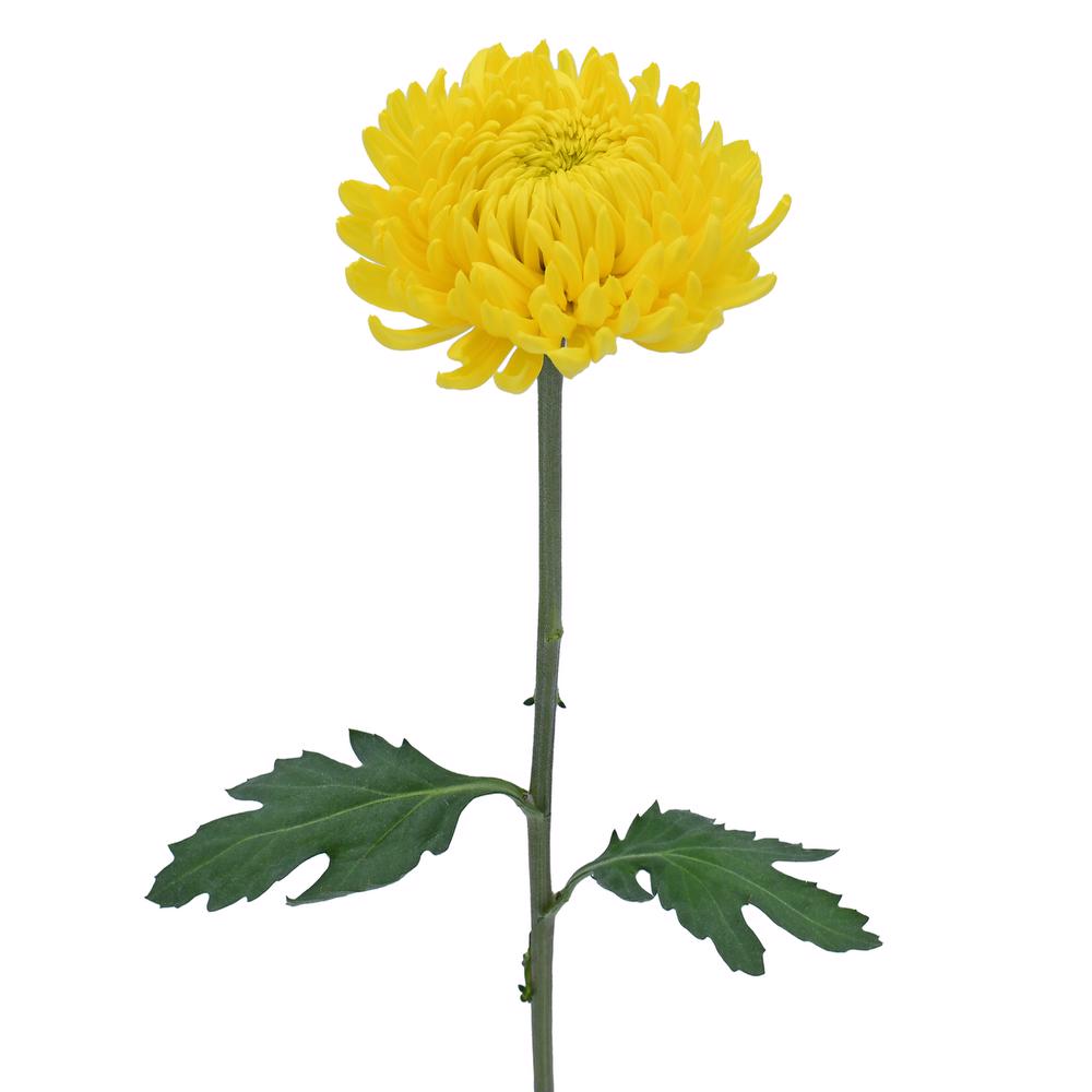 esmeralda-farms-disbud-astroid-3