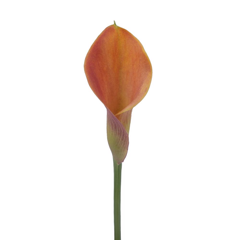 esmeralda-farms-mini-calla-lily-lady-marmalade-3