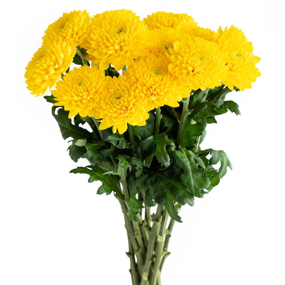 esmeralda-farms-disbud-totumo-3