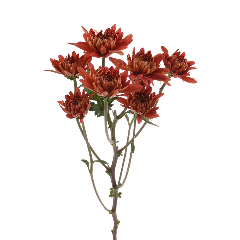 esmeralda-farms-pompon-cushion-flamma-4