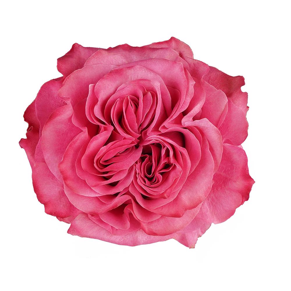 esmeralda-farms-rose-country-blues