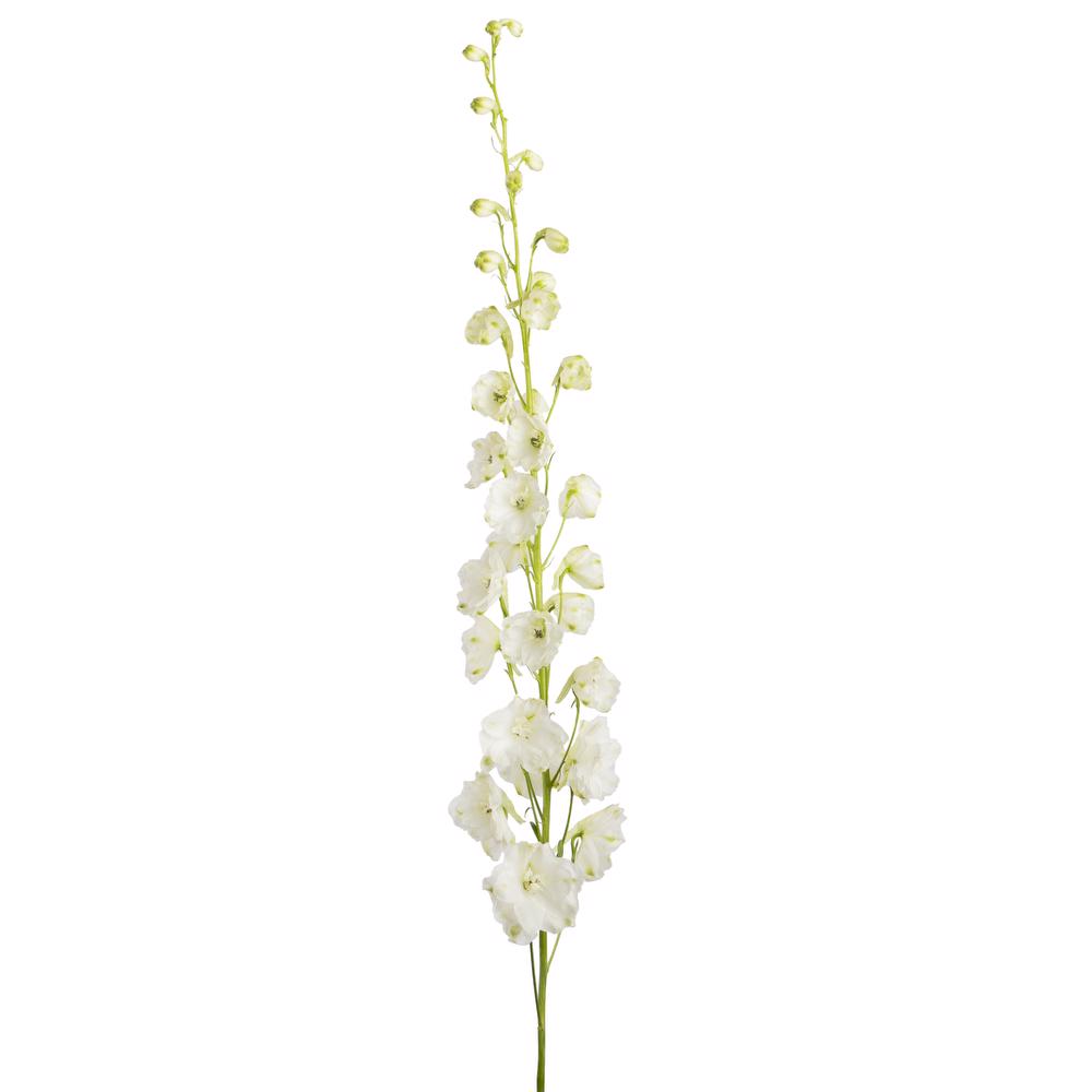 esmeralda-farms-delphinium-pacific-galahad-3