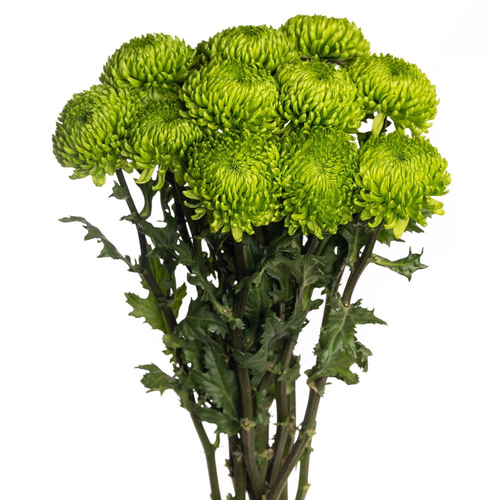 esmeralda-farms-disbud-alemani-esfera-3