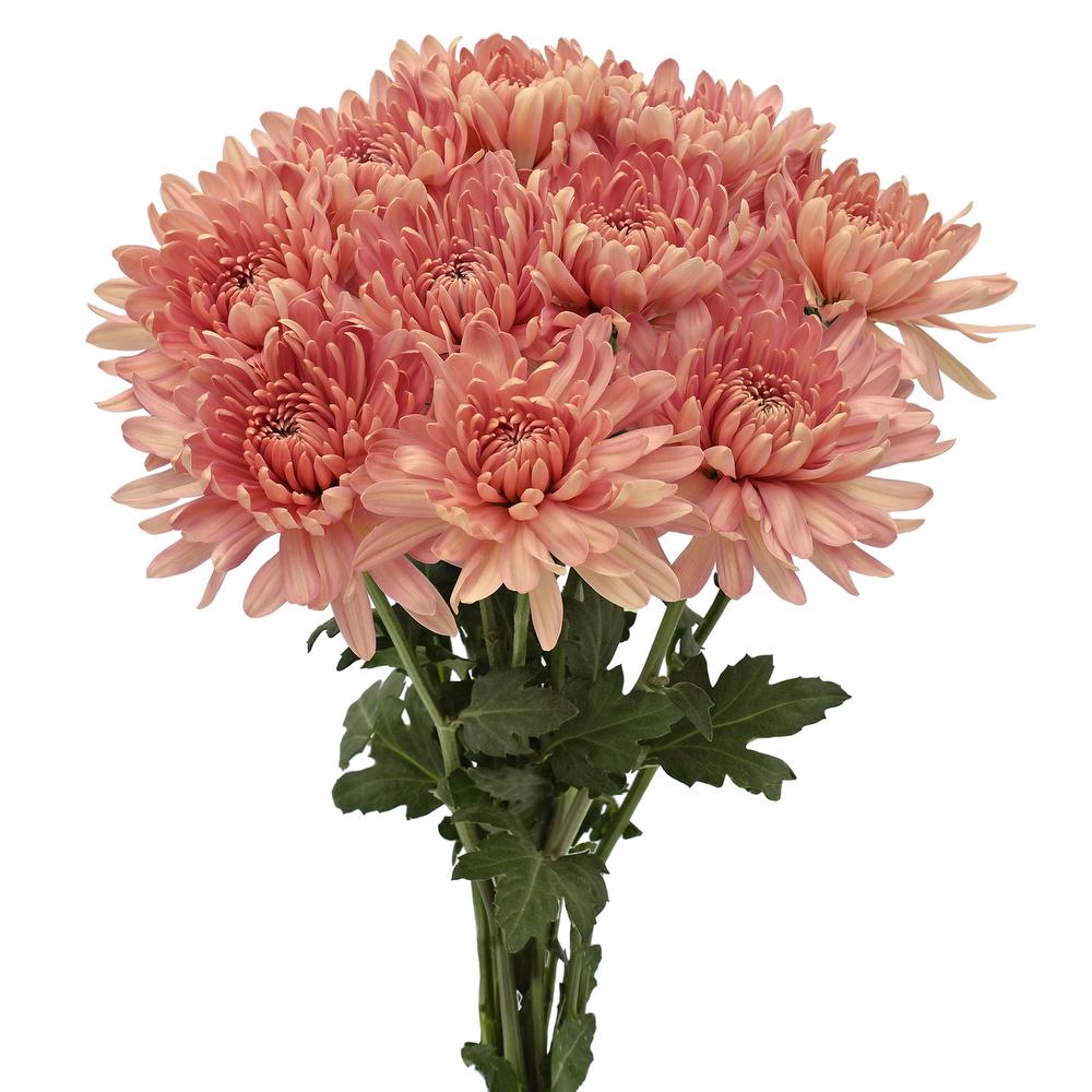 esmeralda-farms-disbud-linette-3