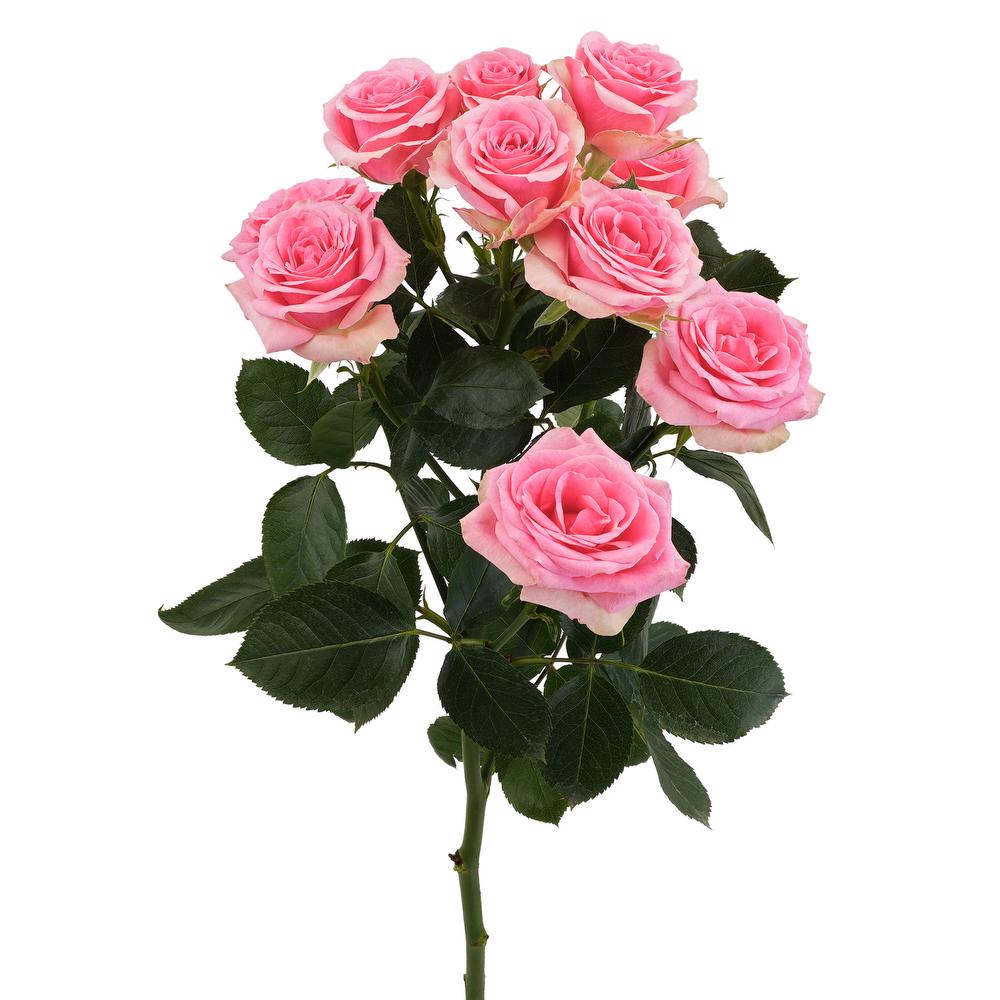 esmeralda-farms-spray-rose-brilliant-stars-bon-bon