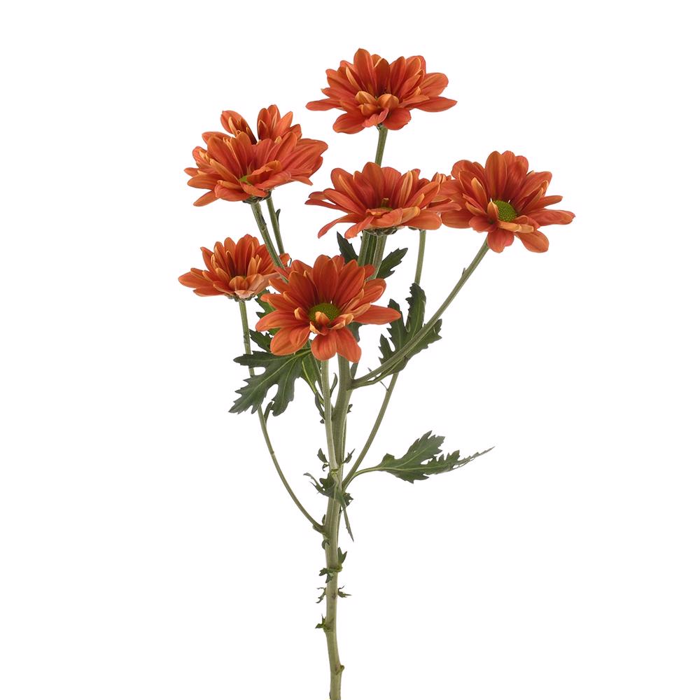 esmeralda-farms-pompon-daisy-punch-4