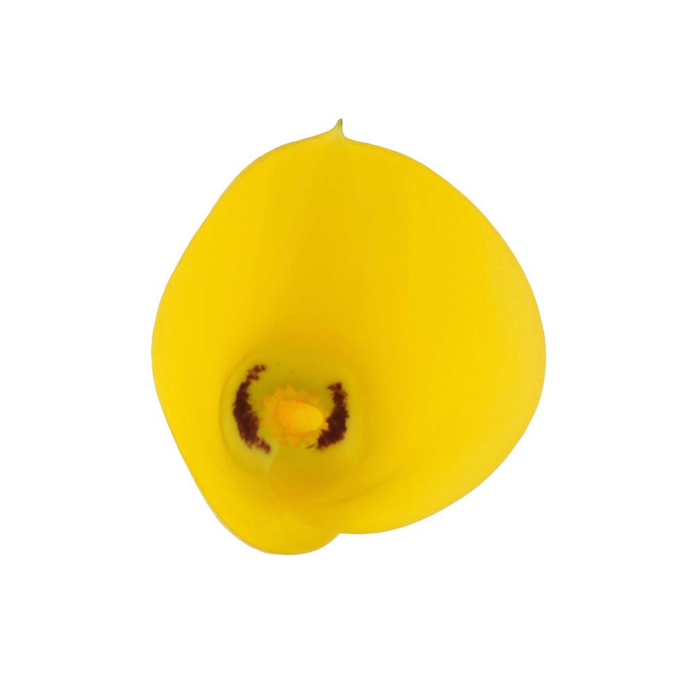 esmeralda-farms-mini-calla-lily-gold-medal-4