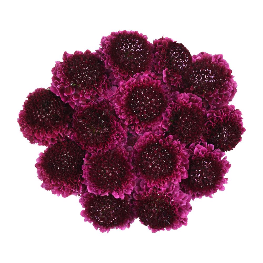esmeralda-farms-scabiosa-purple-5