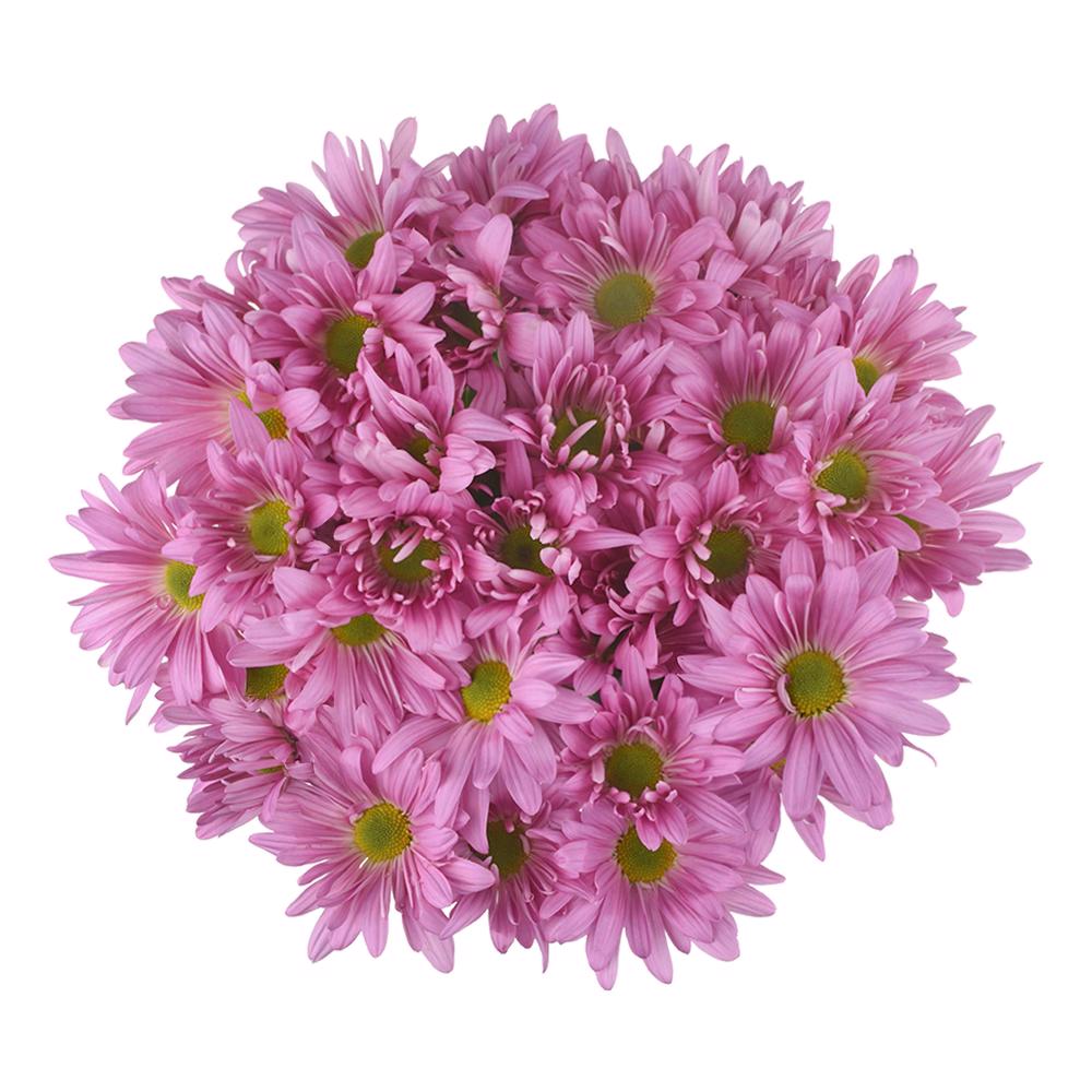 esmeralda-farms-pompon-daisy-atlantis-pink-3