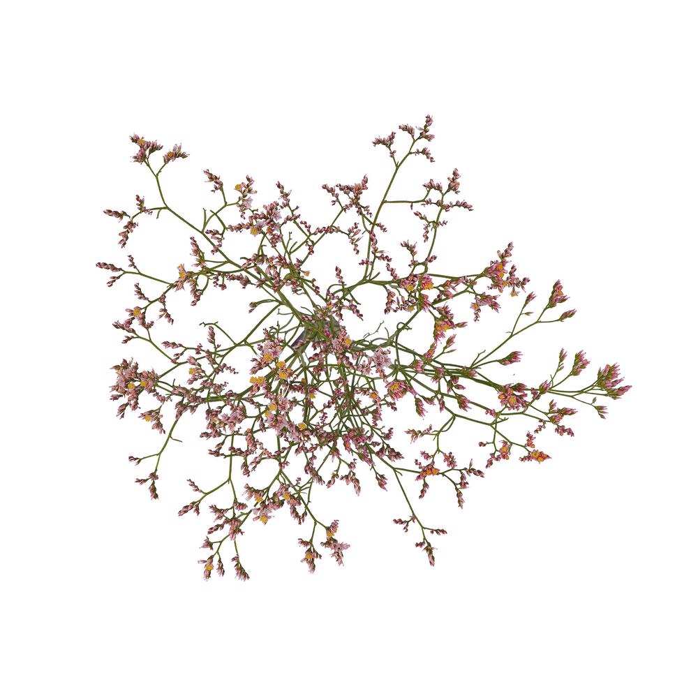 esmeralda-farms-limonium-pink-activa-5