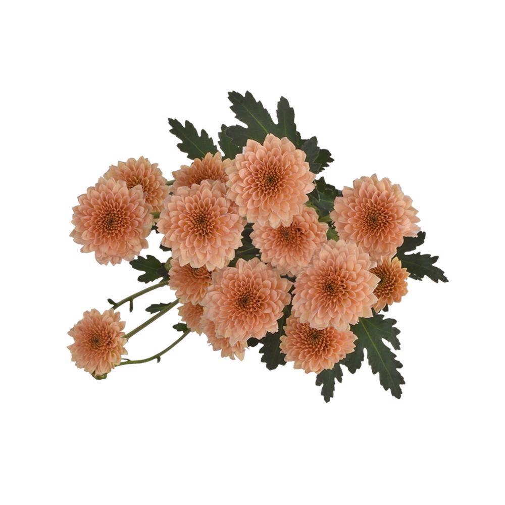 esmeralda-farms-pompon-button-miller-apricot-5